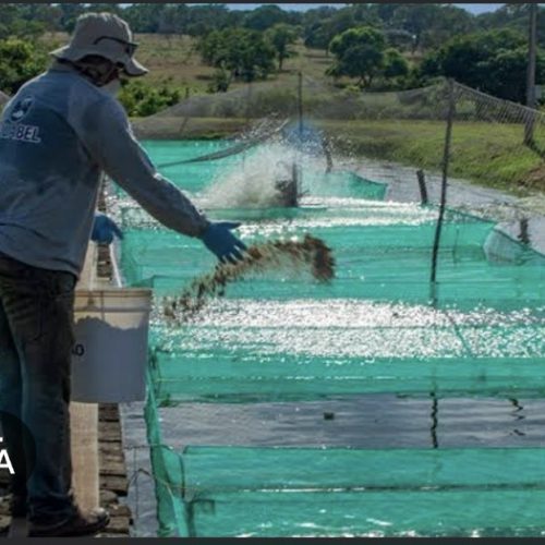 Entenda como o tarifaço de Trump vae dizimar os empregos da Produção pesqueira no Brasil