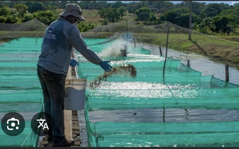Entenda como o tarifaço de Trump vae dizimar os empregos da Produção pesqueira no Brasil