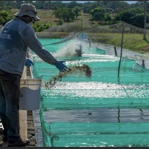 Entenda como o tarifaço de Trump vae dizimar os empregos da Produção pesqueira no Brasil