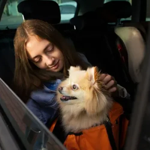 Nova lei proíbe motoristas de aplicativo de recusar cães em SP
