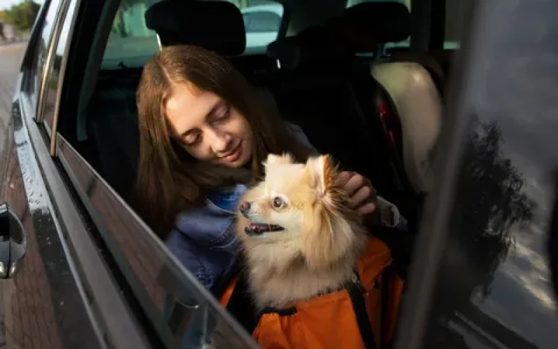 Nova lei proíbe motoristas de aplicativo de recusar cães em SP
