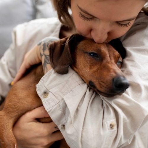 Feira de adoção de cães e gatos acontece neste sábado em universidade de Salvador