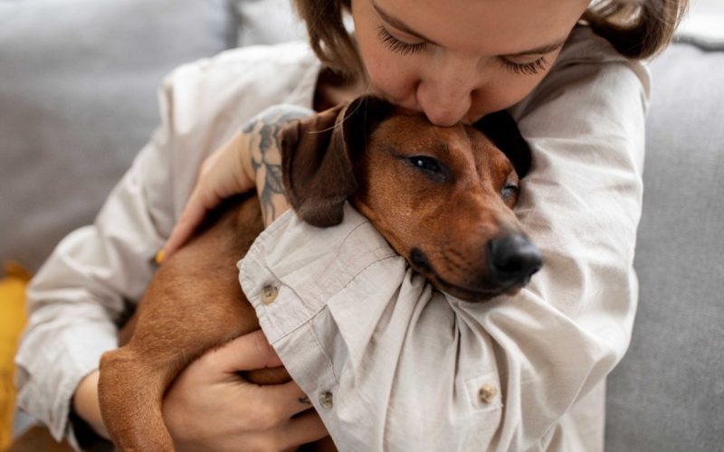 Feira de adoção de cães e gatos acontece neste sábado em universidade de Salvador