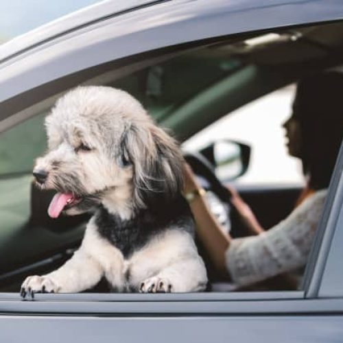 Donos de cachorro podem pagar R$ 195 por erro comum