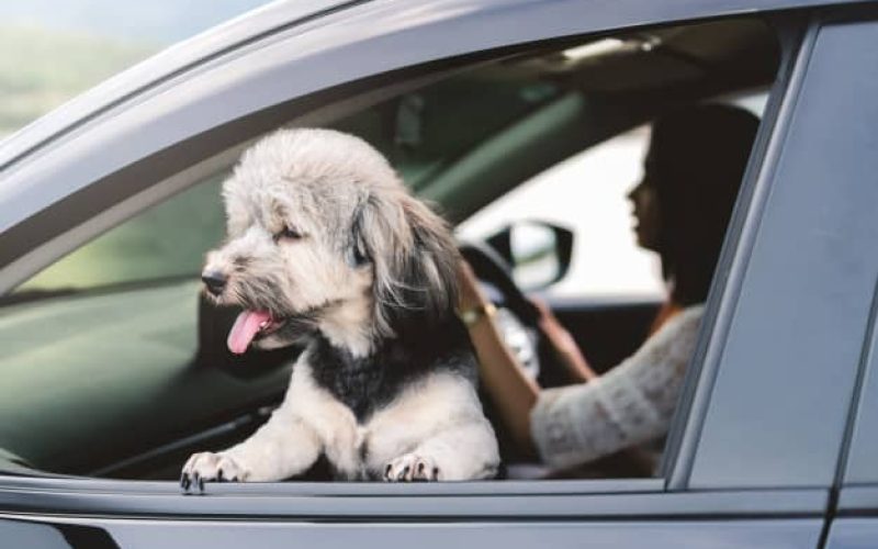 Donos de cachorro podem pagar R$ 195 por erro comum